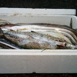 タチウオ　初ツヌケ