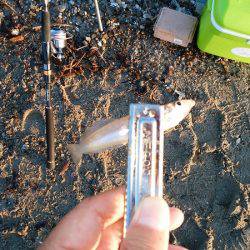 キスがいない・・・