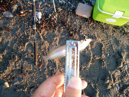 キスがいない・・・