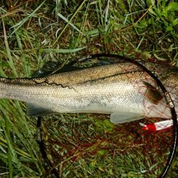 神崎川シーバス2017年10月17日