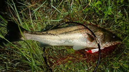 神崎川シーバス2017年10月17日
