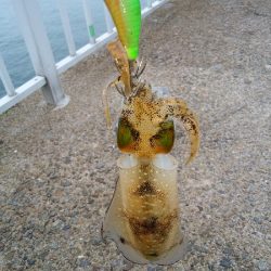 エギングは難しい・・・