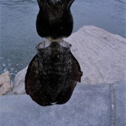 トップでツバス2連発するも・・・
