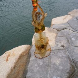 時合がハッキリしています