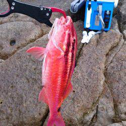 青物、根魚狙い