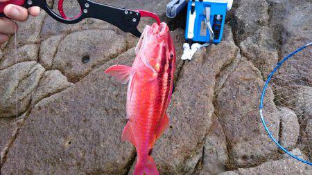 青物、根魚狙い