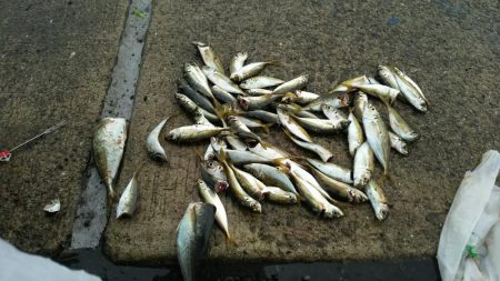 タチウオも青物も釣れず