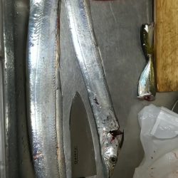 タチウオきました