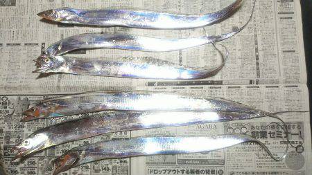 太刀魚ゲッターで一時間に６匹❗