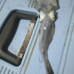 エギングぅー❗