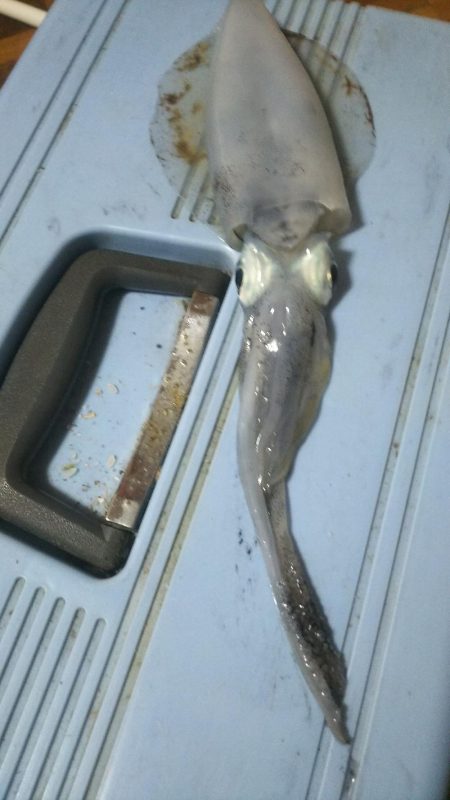 エギングぅー❗