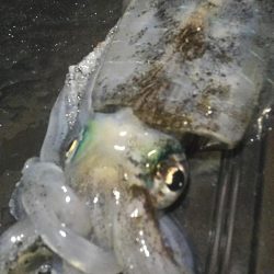 良型出ました。