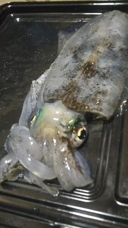 良型出ました。