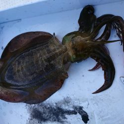 ボートエギング