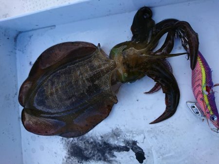 ボートエギング