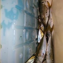 タチウオ沢山で渋かったアジング