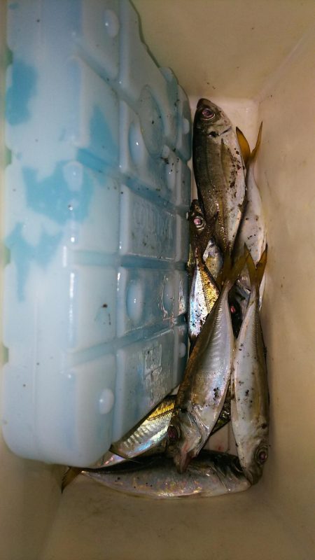 タチウオ沢山で渋かったアジング