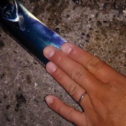 まずまず タチウオ