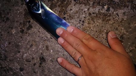 まずまず タチウオ