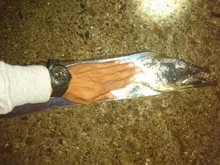 怪物デタ！！！(;°Д°)