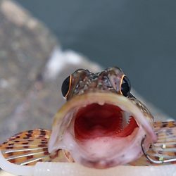 濁りか水温か腕か