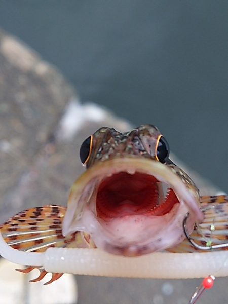 濁りか水温か腕か