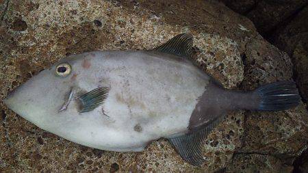 数は釣れど大きさが・・・