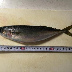 中アジ・中サバ