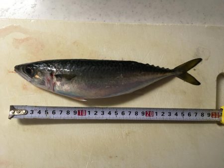 中アジ・中サバ