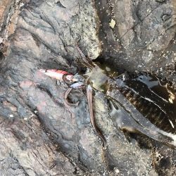 台風前にエギング