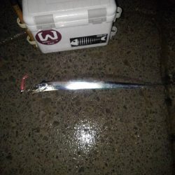 太刀魚探索⁉️