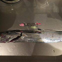 神戸港の湾奥調査