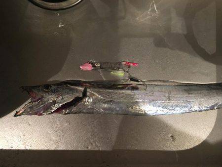 神戸港の湾奥調査