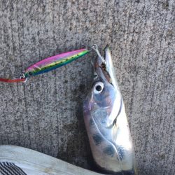 水軒    朝のタチウオ釣り！