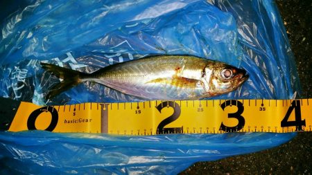 激渋の尺アジ1匹