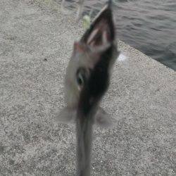 タチウオの季節