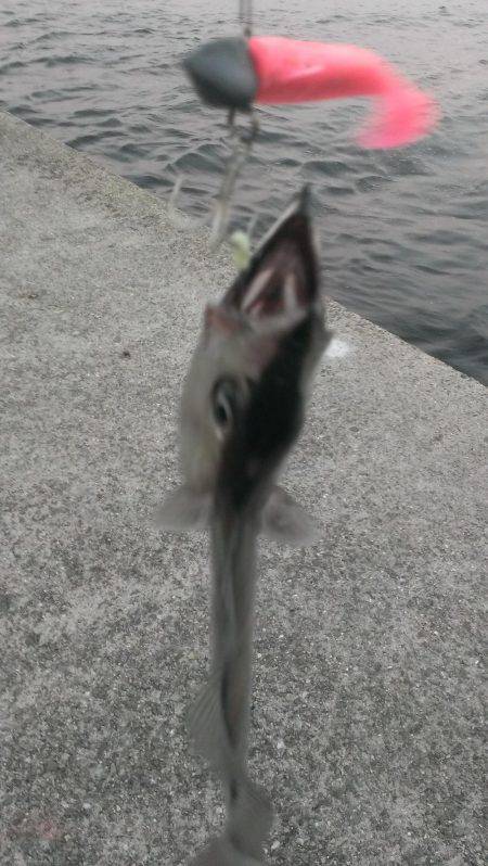 タチウオの季節