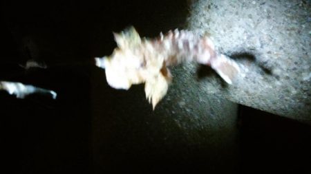 台風後は…いまいち！