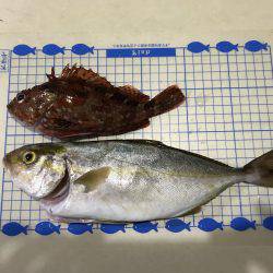 ヒラマサ狙いのはずが