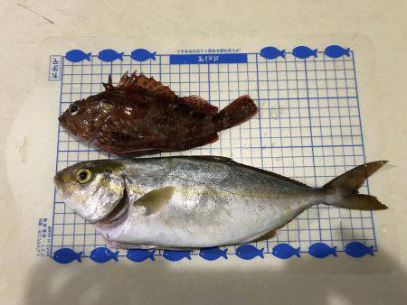 ヒラマサ狙いのはずが