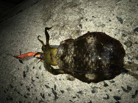 寒気、北風、寒い!