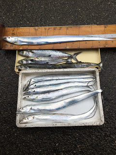 サゴシ タチウオ