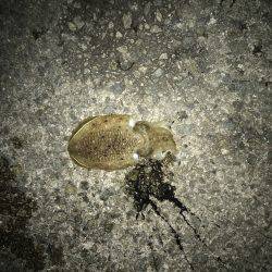 デカイカ求めて