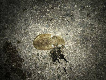 デカイカ求めて