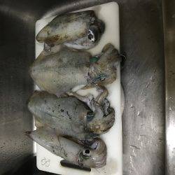 ケンサキ混じり