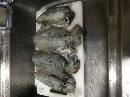 ケンサキ混じり