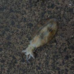 パタパタ最強説。