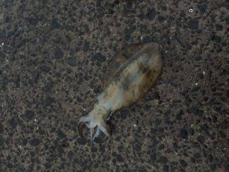 パタパタ最強説。