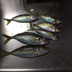 波止フカセ釣り