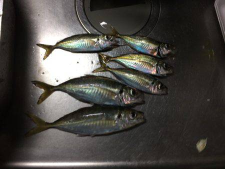 波止フカセ釣り